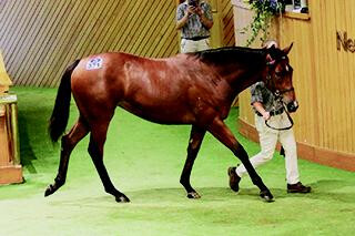 Day Three's top-priced yearling - Lot 371.